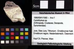 Foto (Objket + Etiketten) von Brachyura indet. 